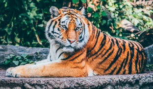 Tiger Wallpapers HD (backgrounds & themes, 2018) screenshot 8