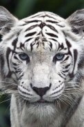 White Tiger Live Wallpaper screenshot 1