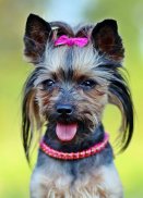 Yorkshire Cute Puppy - Free Dog Wallpapers screenshot 3