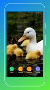 Duck Wallpaper screenshot 7