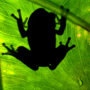 Frog Find Icon