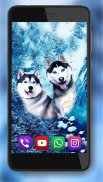 Husky Dogs screenshot 5