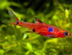 Freshwater Ornamental Fish screenshot 5