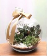 Design and Benefits of Terrarium plants screenshot 0