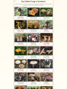 Shroomify - UK Mushroom ID screenshot 1