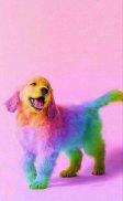 Dog wallpapers - Puppy, Pomeranian Wallpapers screenshot 11