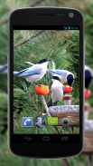 4K Garden Birds Video Live Wallpaper screenshot 0
