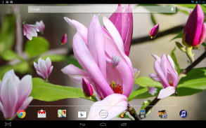 Magnolia Flower LWP screenshot 2