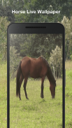 Horse Live Wallpaper screenshot 3