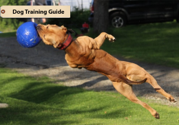 Dog Training Guide 2018 screenshot 0