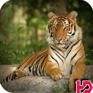 Tiger Hd Wallpapers screenshot 8