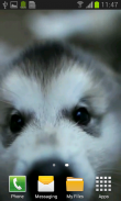 Little Puppy Video Wallpaper screenshot 3