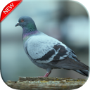 Pigeon Wallpapers