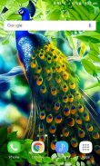 Peacock Beauty Live Wallpaper screenshot 2