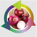 Red Onion Farmers Succeed