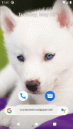 Cute Dog Wallpapers screenshot 8
