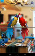 Talking Parrot Couple screenshot 3