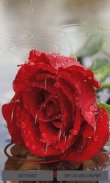 Dewy Rainy Rose LWP screenshot 0