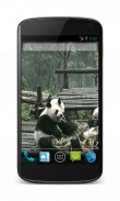 Panda Free Video Wallpaper screenshot 1