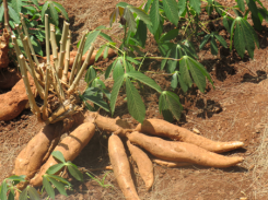 KALRO New Cassava Varieties screenshot 1