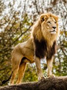 Animals jigsaw & Tile puzzle screenshot 6