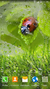 Macro Spring Live Wallpaper screenshot 2