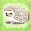 Hedgehog Pet