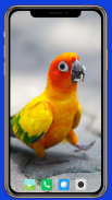 Parrot Wallpaper HD screenshot 3