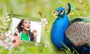 Peacock & Nature Photo Frames screenshot 12