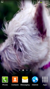 Puppy Video Wallpapers screenshot 0