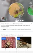 Picture Insect：撮ったら、判る-1秒昆虫図鑑 screenshot 10