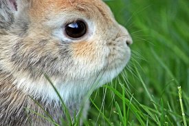 Beautiful and cute bunny puzzle - free screenshot 10