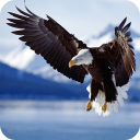 Bald Eagle Wallpaper