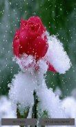 Snowy Red Rose LWP screenshot 0