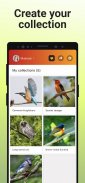 Picture Bird - Bird Identifier screenshot 3