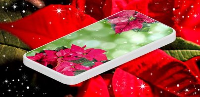 Poinsettia 4K Christmas Flower