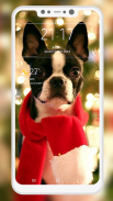 Boston Terrier Wallpaper screenshot 8