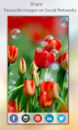 Flowers Wallpapers HD screenshot 1