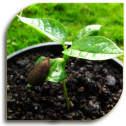 البذور - زراعة screenshot 1