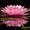 Magical Pink Flower LWP Icon