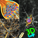 3D Biology + Icon