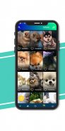 Dog wallpapers - Puppy Wallpapers screenshot 2