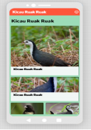 Suara Pikat Ruak Ruak screenshot 3