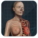 Female Anatomy 3D : Female 3D organs Anatomy Icon
