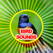 1200+ Suara Kicau Burung MP3 screenshot 5