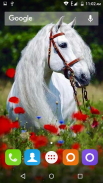 White Horse Hd Wallpapers screenshot 5