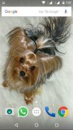 Yorkshire Terrier Dog Wallpape screenshot 1