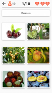 Fruits and Vegetables, Berries : Picture - Quiz screenshot 1