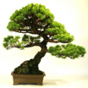 Bonsai Tree