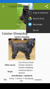 Dog breeds - Smart Identifier screenshot 5